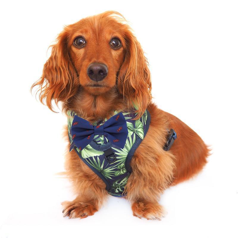 Tropical clearance dog harness