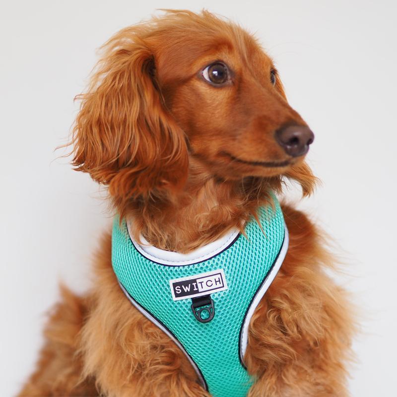 Turquoise dog outlet harness