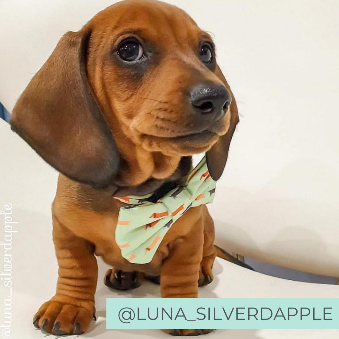 Dog wearing bow outlet tie