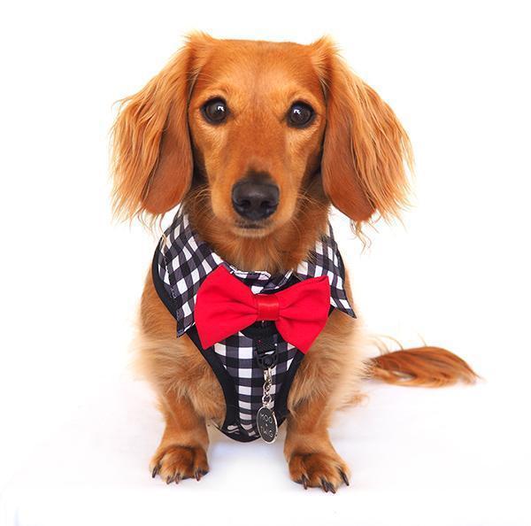 Dog harness with bow best sale