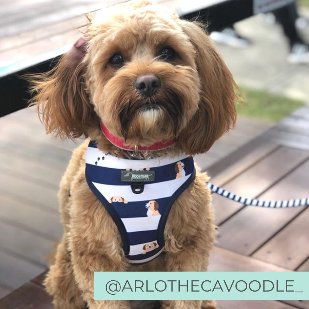 Best harness for store maltipoo