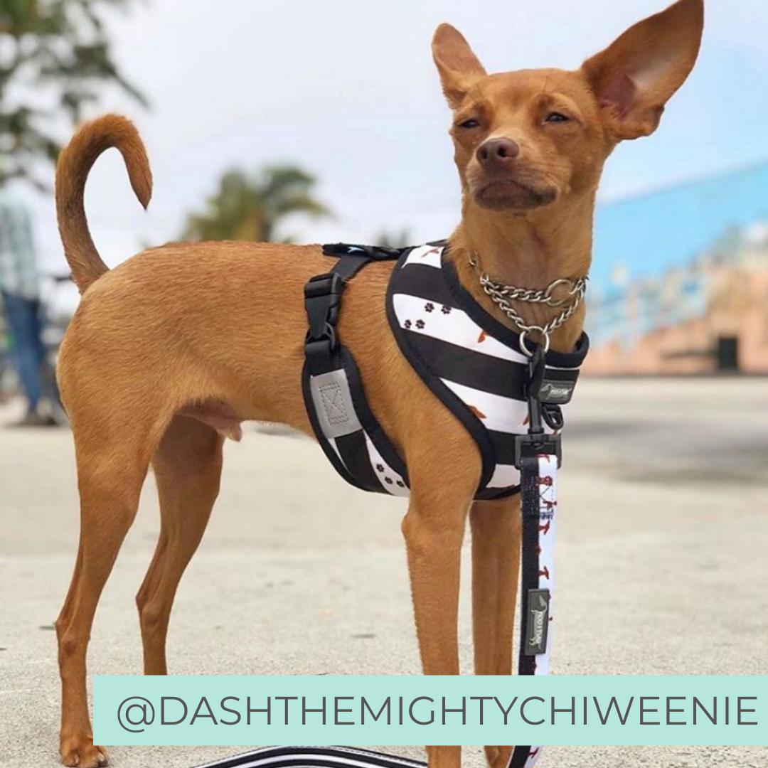 Best harness hot sale for chihuahua