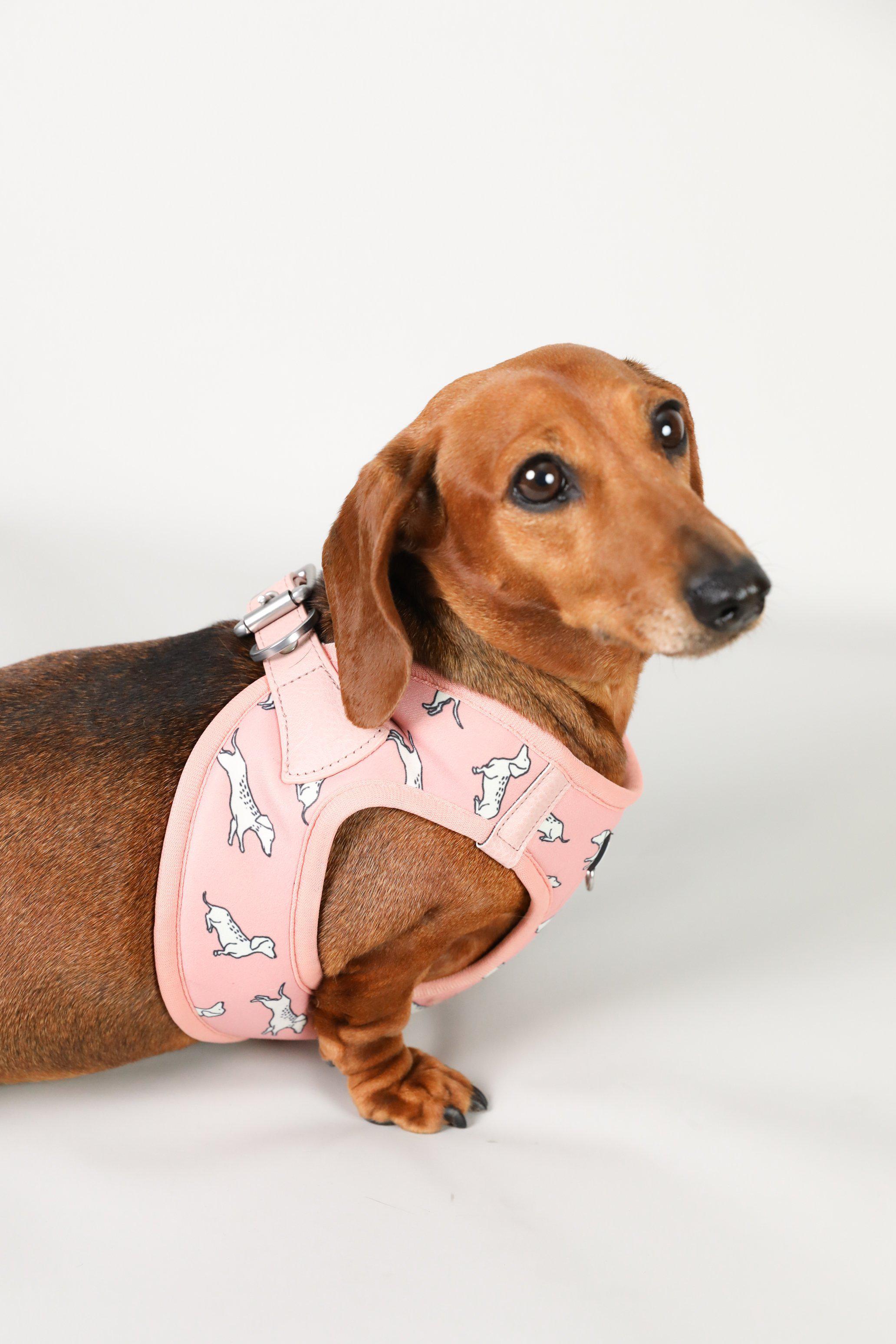 Dachshund hotsell harness pattern